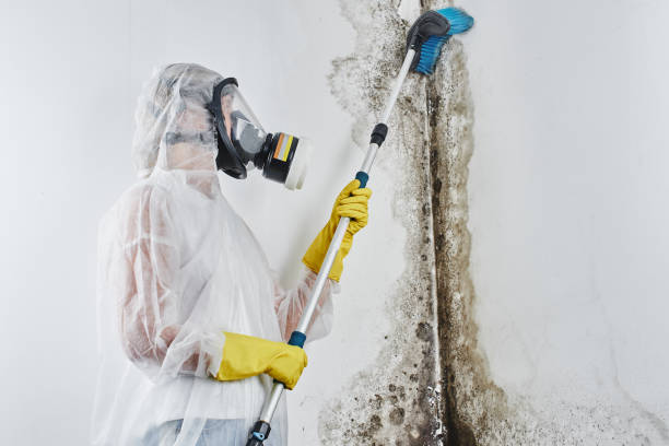 Best Industrial Mold Remediation in Century, FL