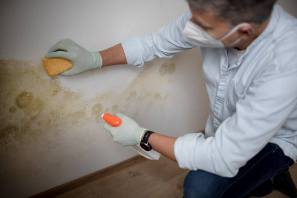 Best Commercial Mold Remediation in Century, FL