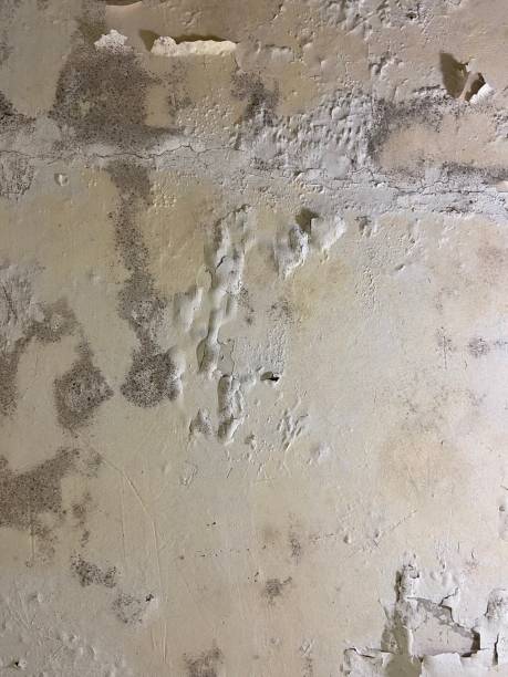 Best Preventive Mold Services in Century, FL