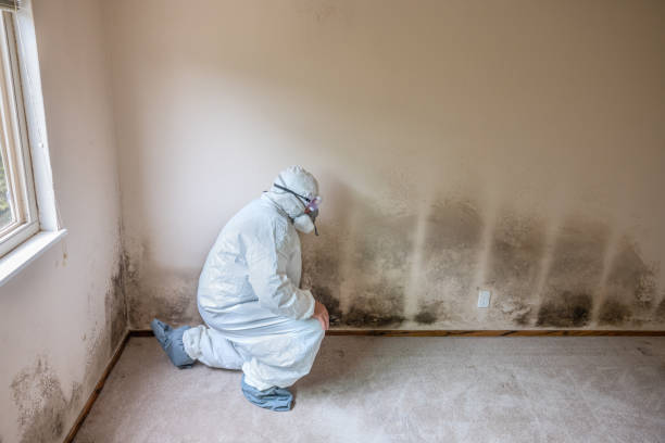 Best Mold Testing and Inspection Services in Century, FL