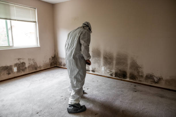 Best Post-Flood Mold Remediation in Century, FL