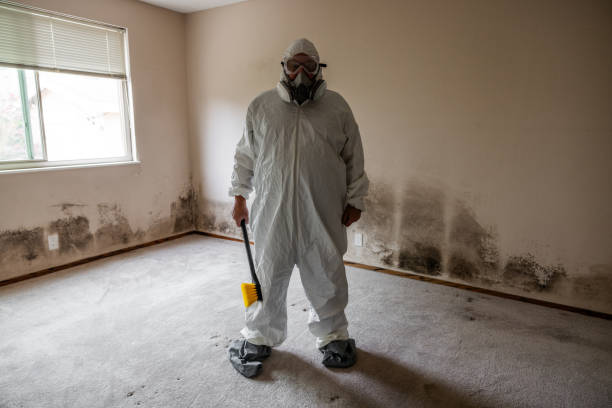 Best Attic Mold Remediation in Century, FL