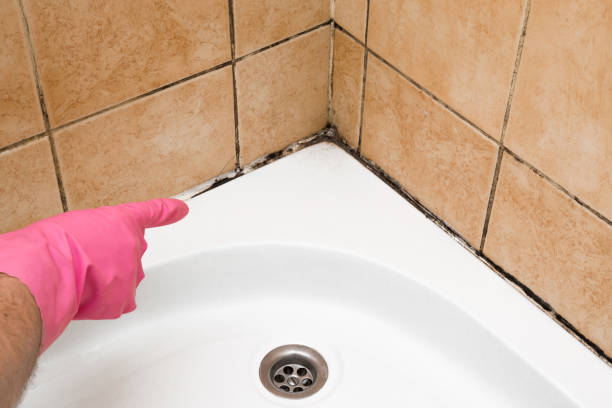 Best Bathroom Mold Remediation in Century, FL